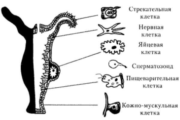 Кракен как проверить зеркало
