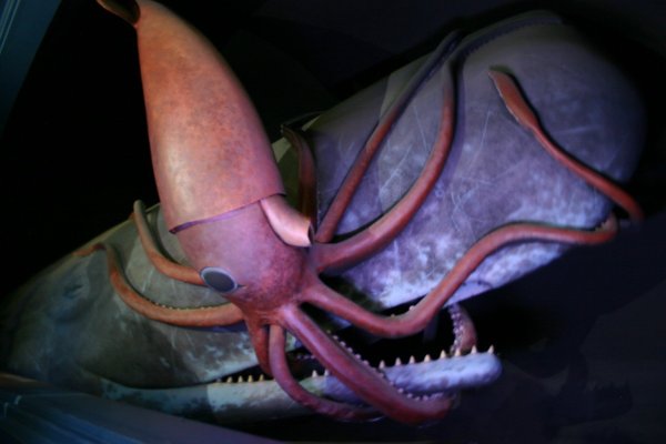 Маркетплейс кракен kraken