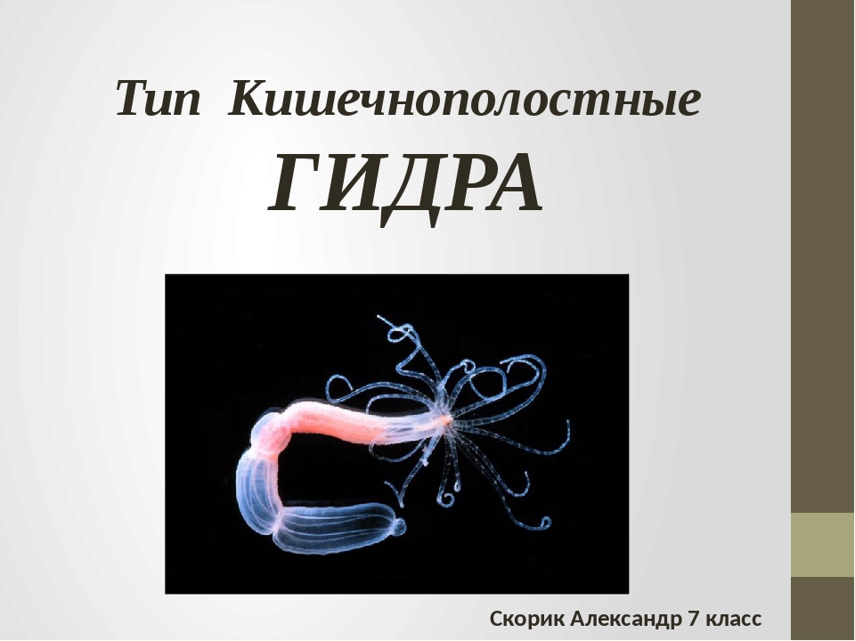 Кракен верное зеркало